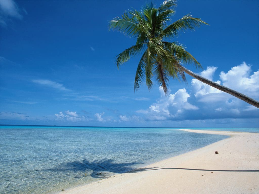 beach palm tree (2)